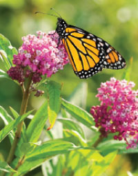 ADM is participating in projects to plant trees and restore the monarch butterfly habitat in a bid to enhance the ecological heritage of the Montréal region.