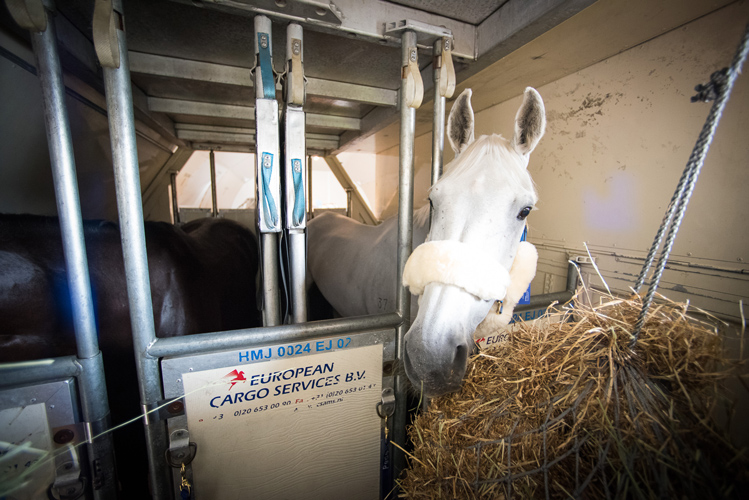 The Olympic horses flew on an Emirates SkyCargo Boeing 777-F aircraft – a freight plane, specifically equipped for the safe and comfortable transport of the horses. The custom-designed horse stalls and the controlled temperature zones ensure maximum control and minimal stress for the horses and come complete with trained experts, who know how to handle horses to safeguard their welfare. 